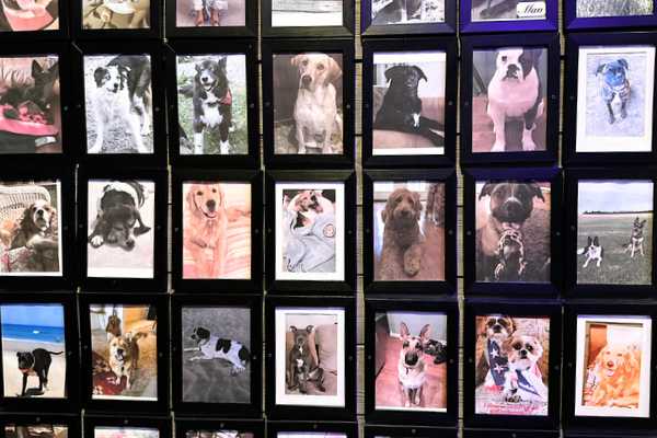 dog photos on the walls